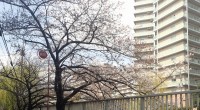 2016年3月27日目黒川の桜