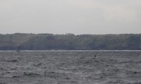 2016年4月24日城ヶ島沖クジラ