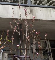 2018年3月18日桃の花開花
