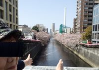 2018年4月1日目黒川の桜